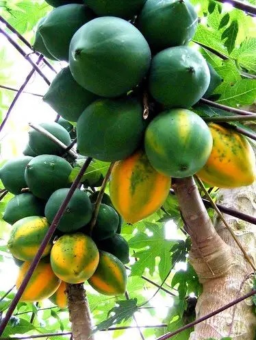 gambar pepaya waimanalo gambar pepaya