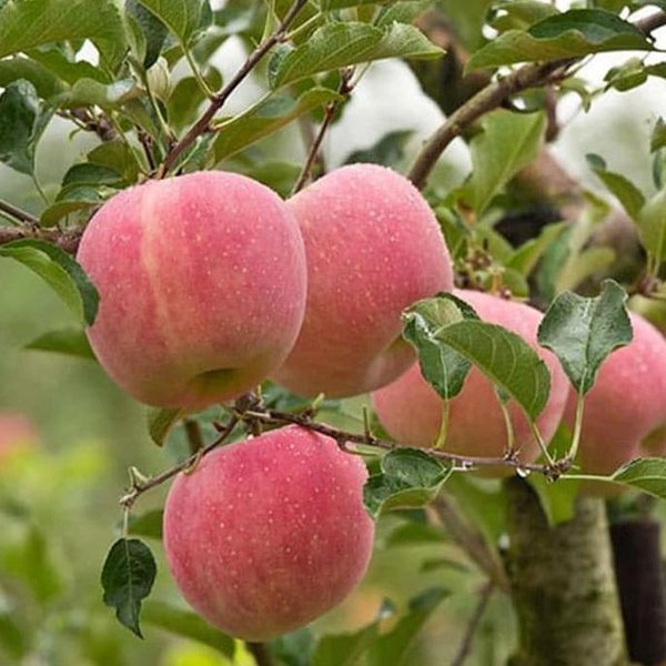 gambar-buah-apel-fuji gambar-buah-apel-fuji