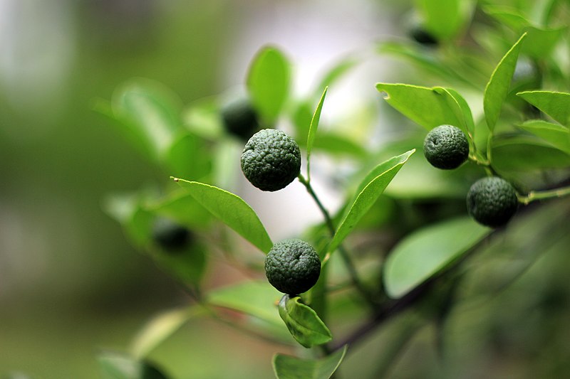 jeruk sate jeruk limau