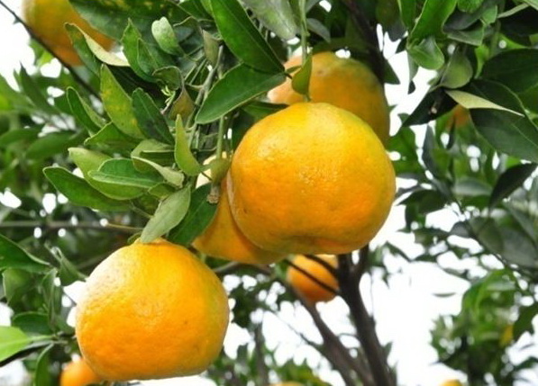 buah mengandung vitamin a : jeruk keprok buah mengandung vitamin a : jeruk keprok