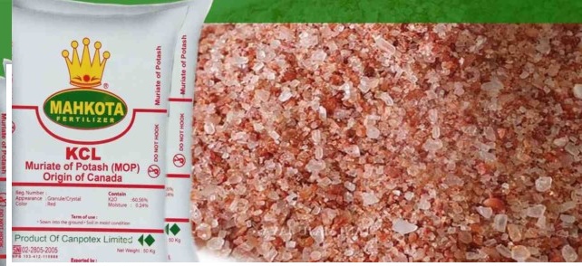 manfaat pupuk kcl manfaat pupuk KCL