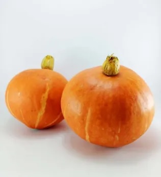 kabocha kuning kabocha kuning