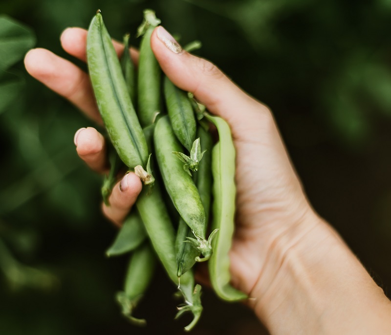 kacang polong kacang polong