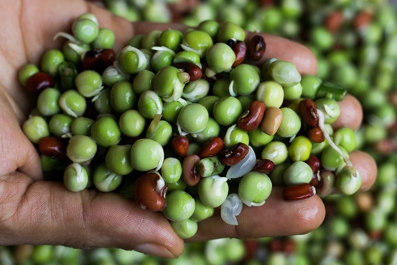 manfaat kacang polong manfaat kacang polong