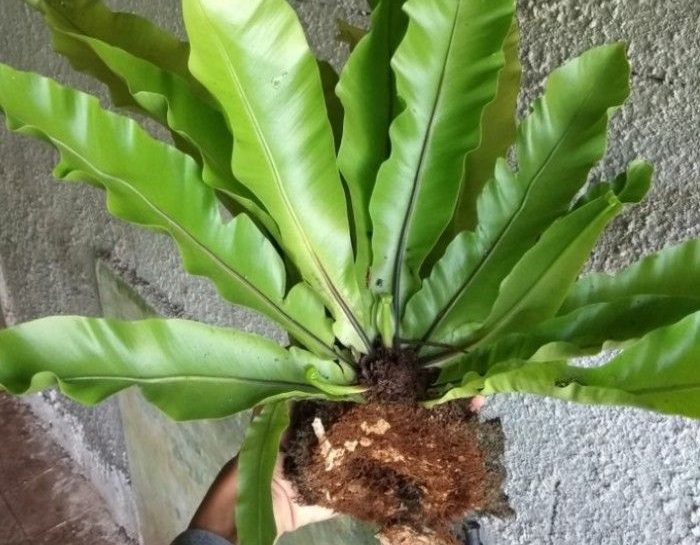 tanaman kadaka tanaman kadaka