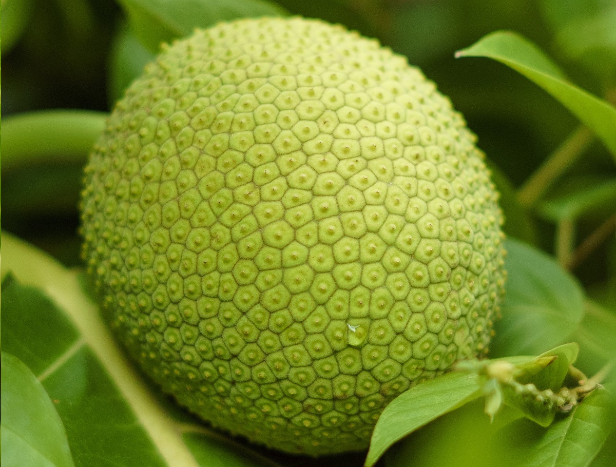 manfaat buah sukun manfaat buah sukun