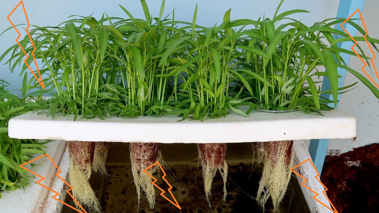 kangkung hidroponik kangkung hidroponik