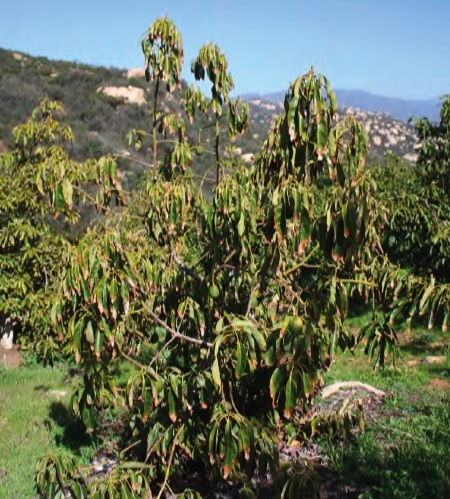 kanker batang dan akar alpukat kanker batang dan akar alpukat