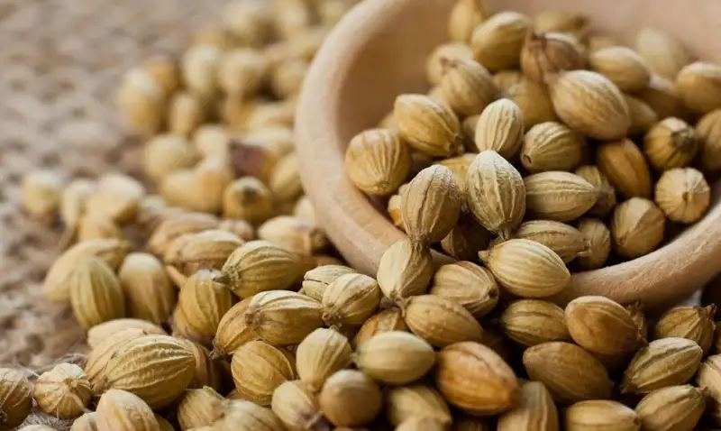 biji kapulaga lokal biji kapulaga lokal