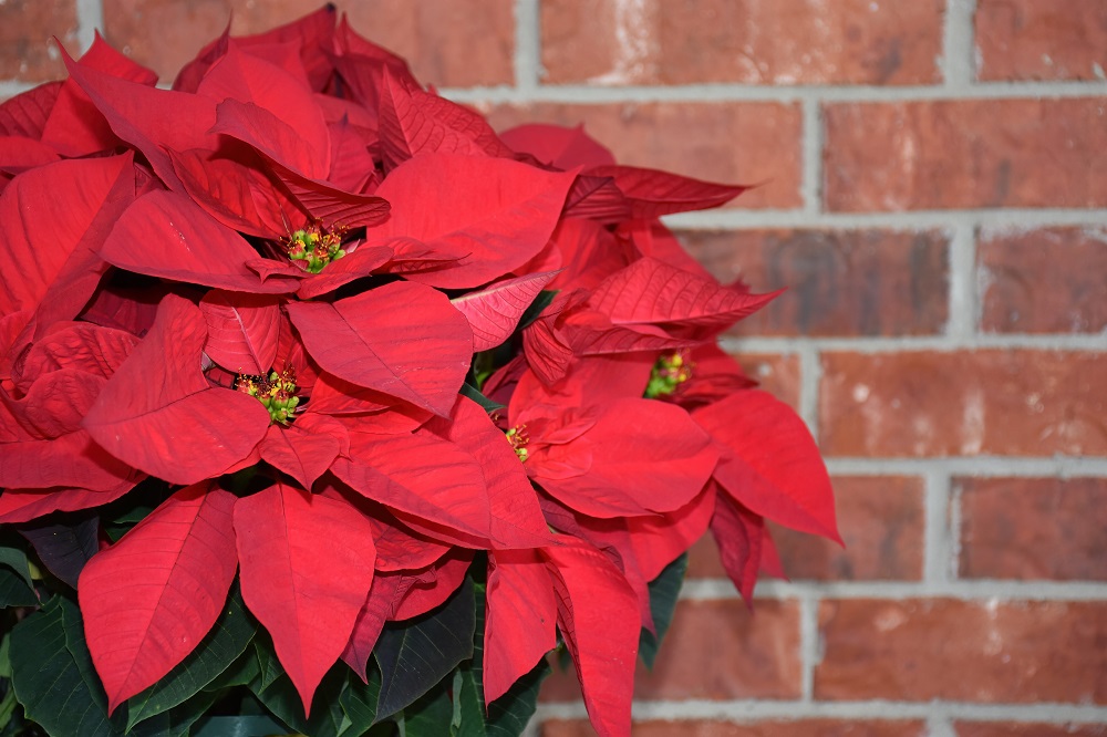 bunga poinsettia bunga poinsettia