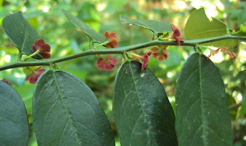manfaat-daun-katuk manfaat-daun-katuk