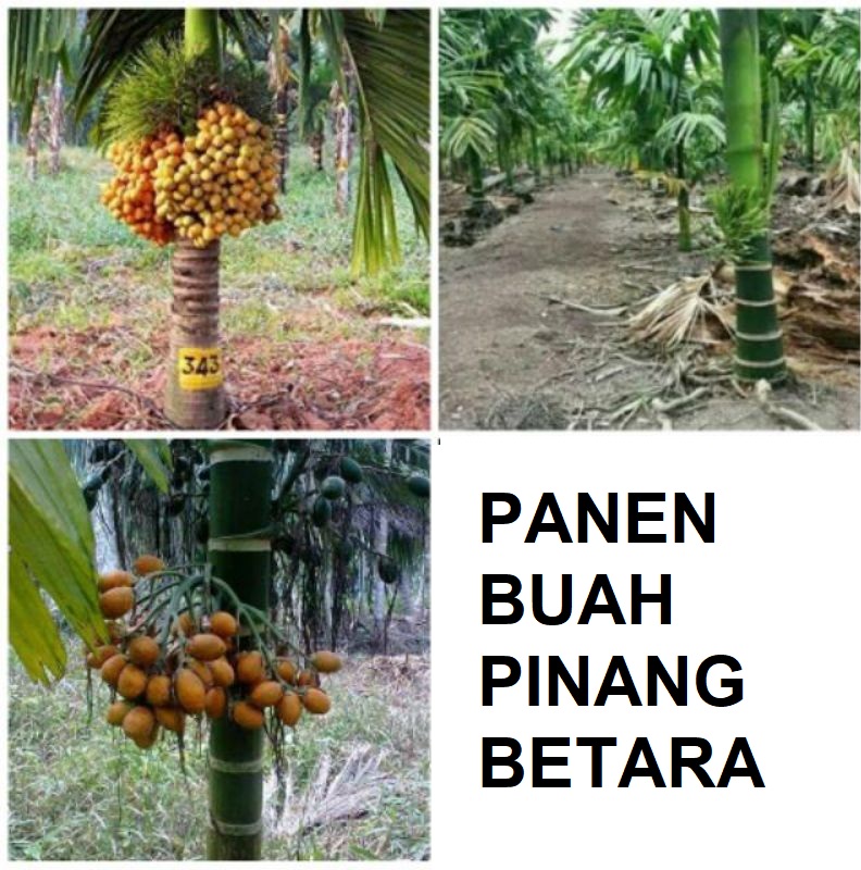 budidaya pinang betara budidaya pinang betara