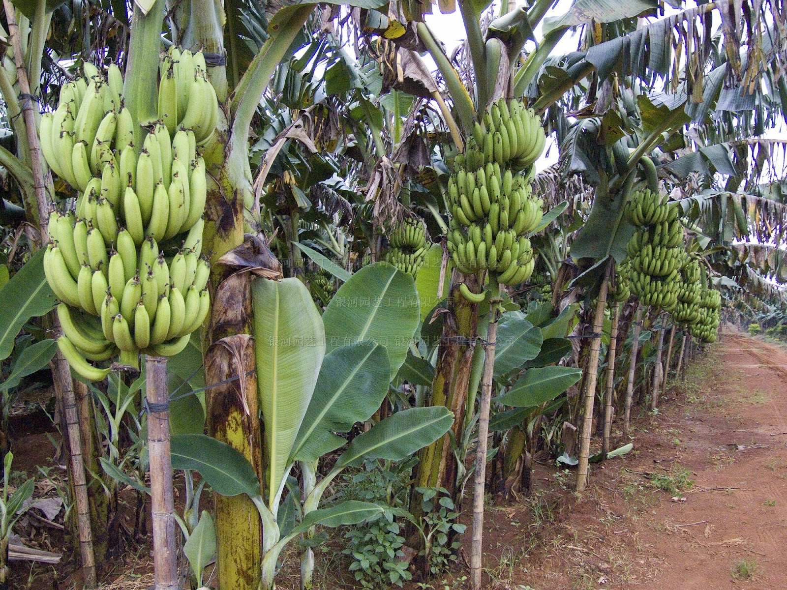 kebun pisang raja kebun pisang raja