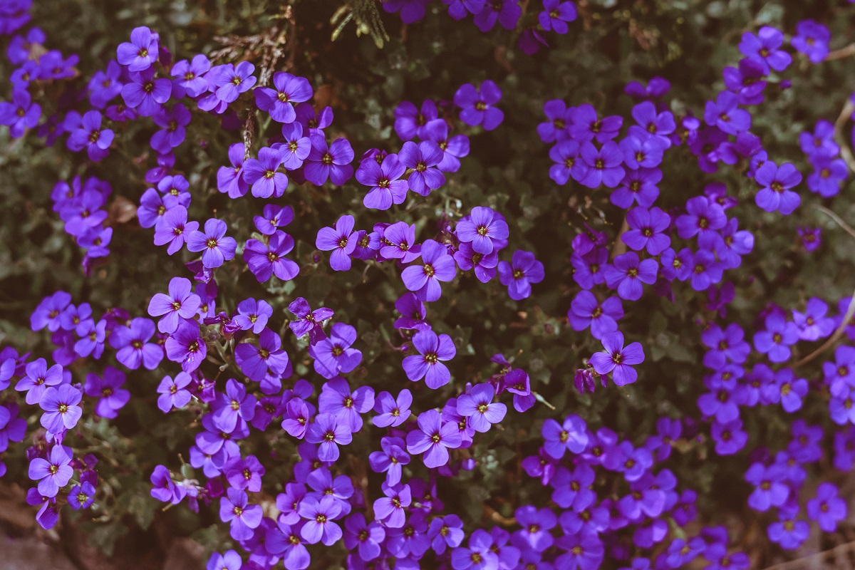 tanaman bunga violet tanaman bunga violet