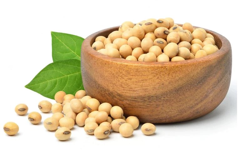 biji kedelai biji kedelai