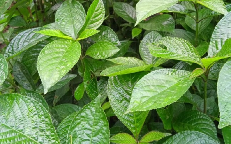 manfaat-daun-keji-beling manfaat-daun-keji-beling