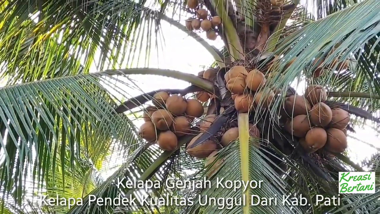 kelapa genjah coklat kopyor kelapa genjah coklat kopyor