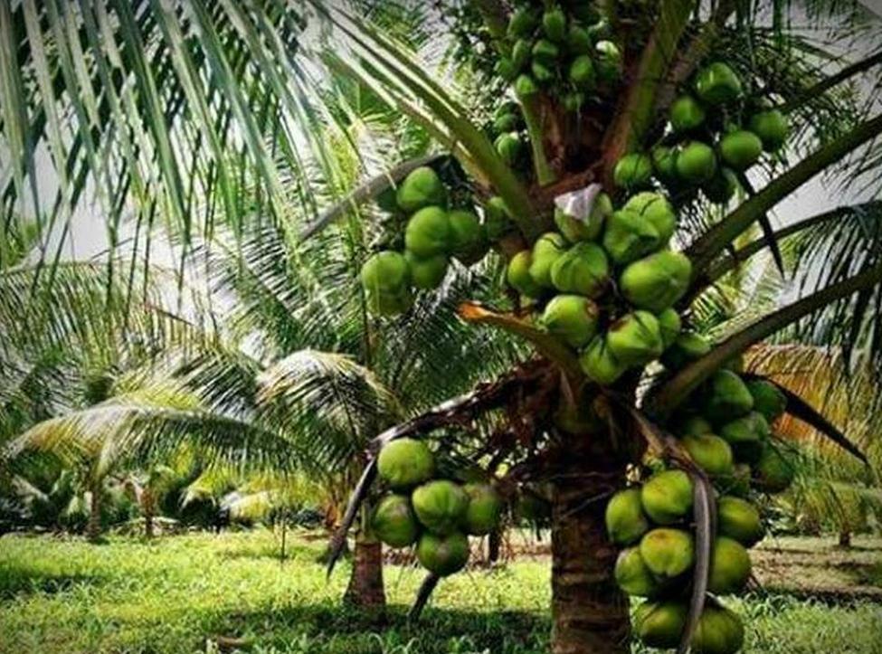 kelapa genjah kelapa genjah hijau