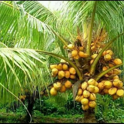 kelapa genjah kuning bali kelapa genjah kuning bali