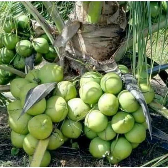 kelapa genjah salak kelapa genjah salak