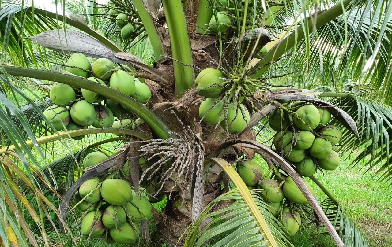 kelapa genjah kelapa genjah