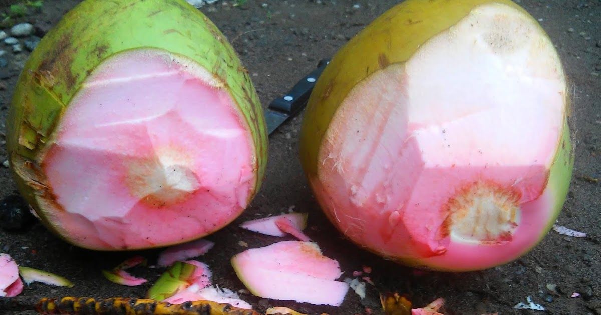 kelapa hijau kelapa hijau