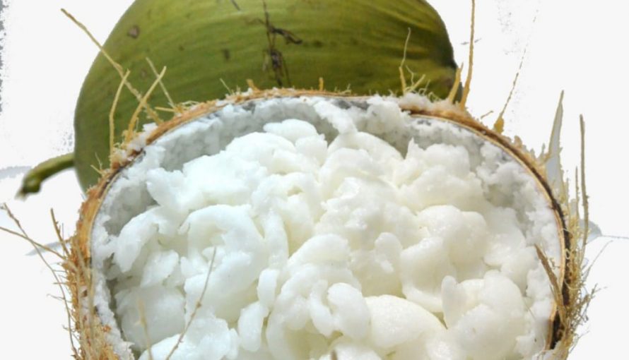 kelapa kopyor kelapa kopyor