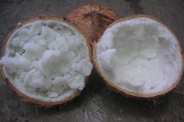 bibit kelapa kopyor