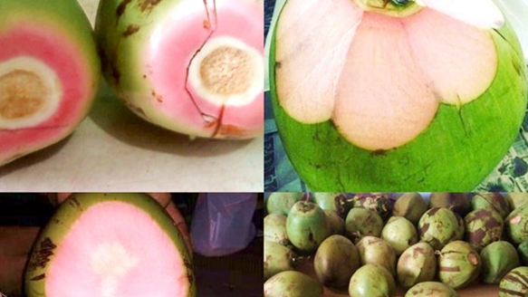 kelapa merah kelapa merah