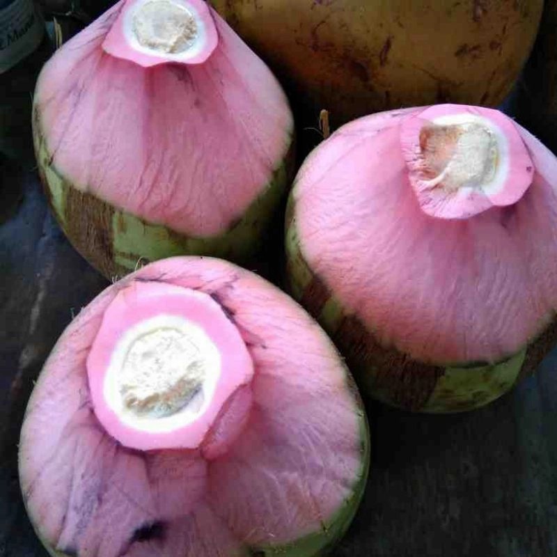 kelapa wulung kelapa wulung