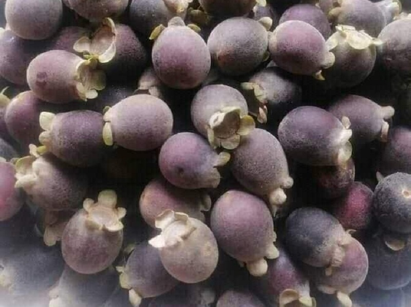 buah-kemunting buah-kemunting