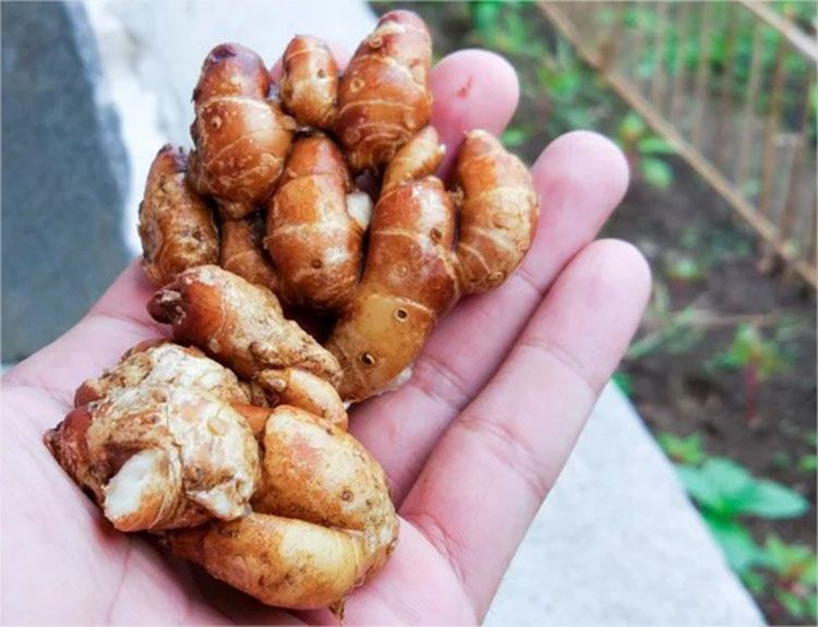 tanaman TOGA : kencur tanaman TOGA : kencur