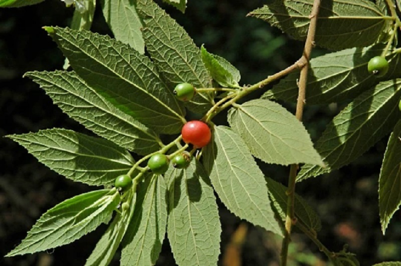 pohon-buah-kersen pohon-buah-kersen