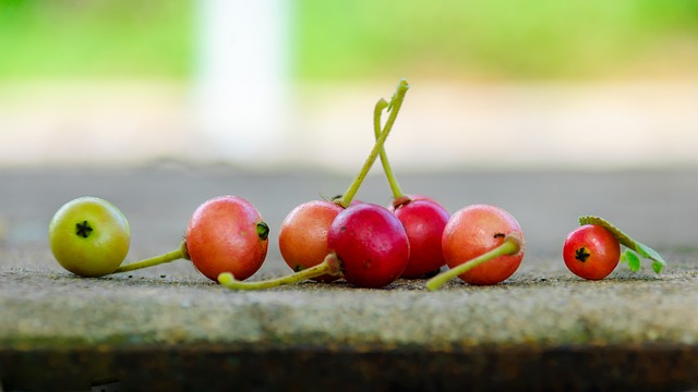 manfaat buah kersen manfaat buah kersen