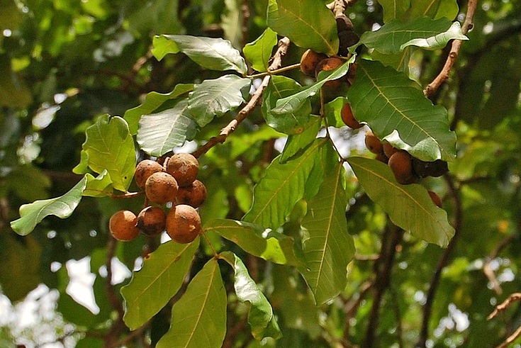 pohon-kesambi pohon-kesambi