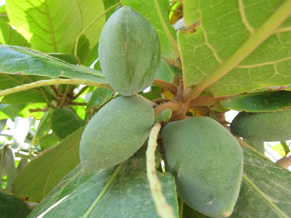 buah-ketapang buah-ketapang