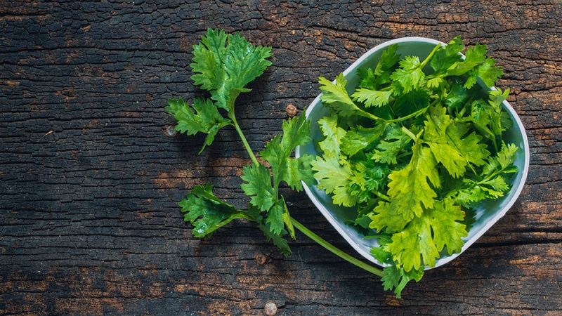 manfaat-daun-ketumbar manfaat-daun-ketumbar