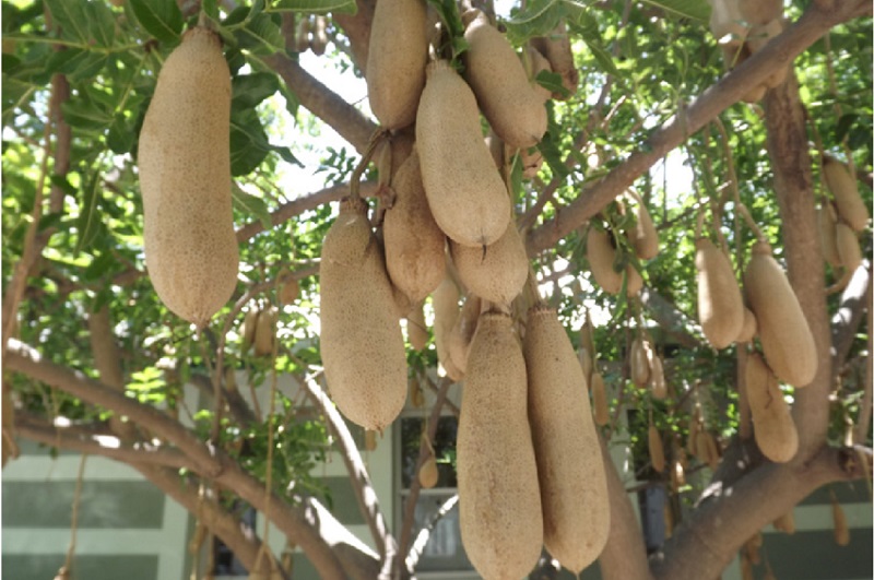 pohon-sosis-afrika pohon-sosis-afrika