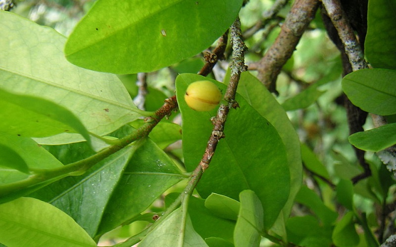 tanaman-koca tanaman-koca
