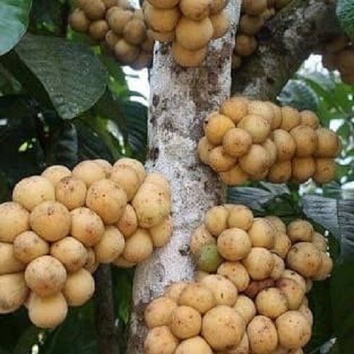 kokosan-buah kokosan-buah