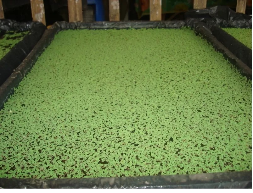 tanaman Azolla tanaman Azolla