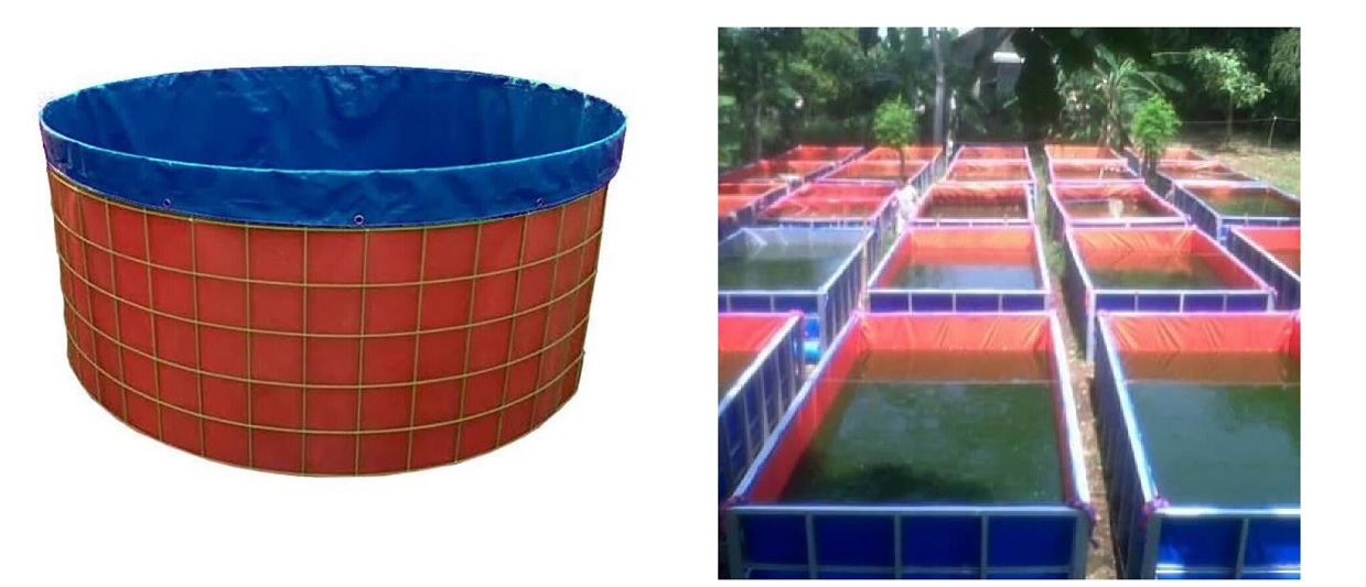 kolam terpal lele kolam lele terpal