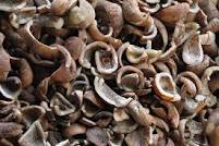 kopra hitam kopra hitam