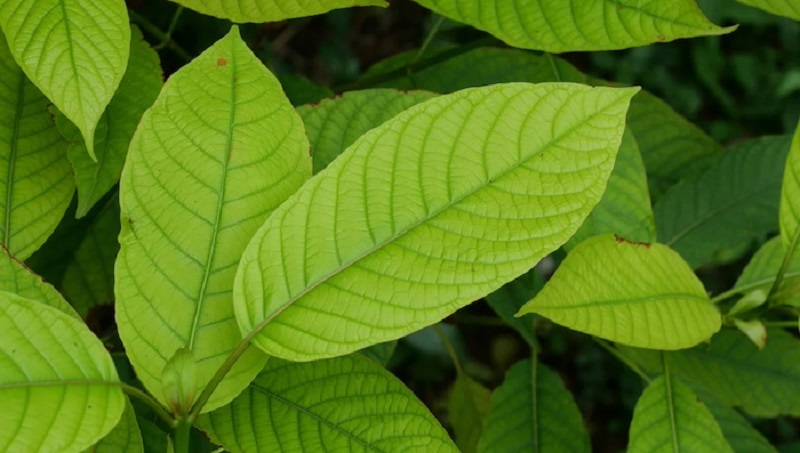 tanaman-kratom tanaman-kratom