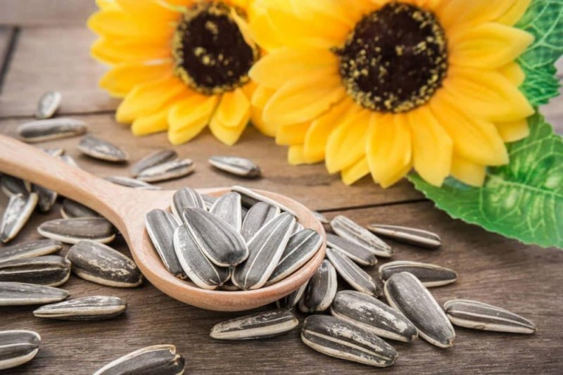 biji bunga matahari kuaci bunga matahari