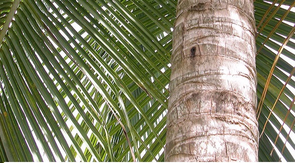 permukaan kulit batang kelapa permukaan kulit batang kelapa
