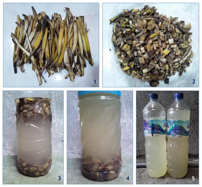 pupuk organik cair dari kulit pisang pupuk organik cair dari kulit pisang