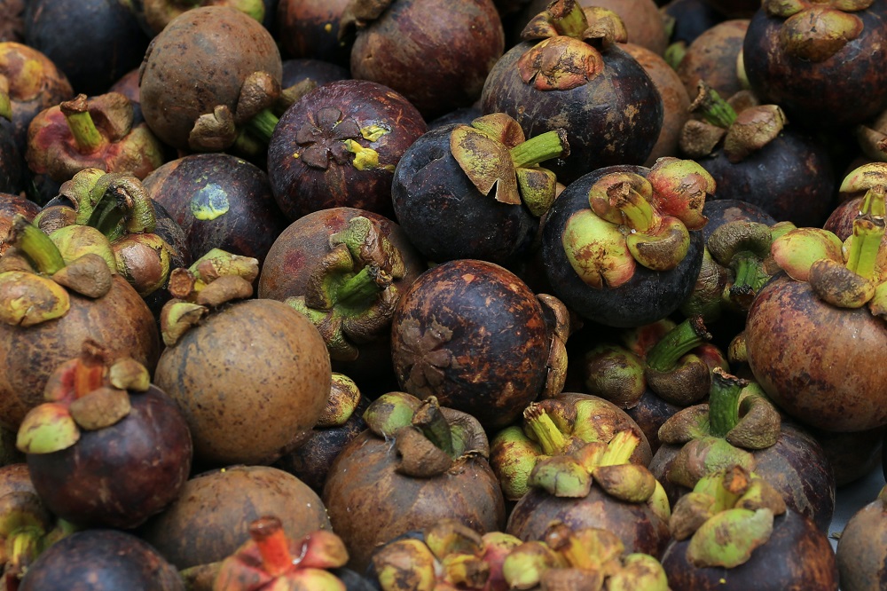 kulit-buah-manggis kulit-buah-manggis