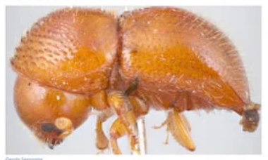 kumbang bubuk cabang hama alpukat kumbang bubuk cabang hama alpukat