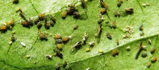 kutu daun pada alpukat kutu daun